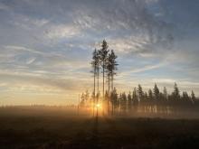 Auringolasku