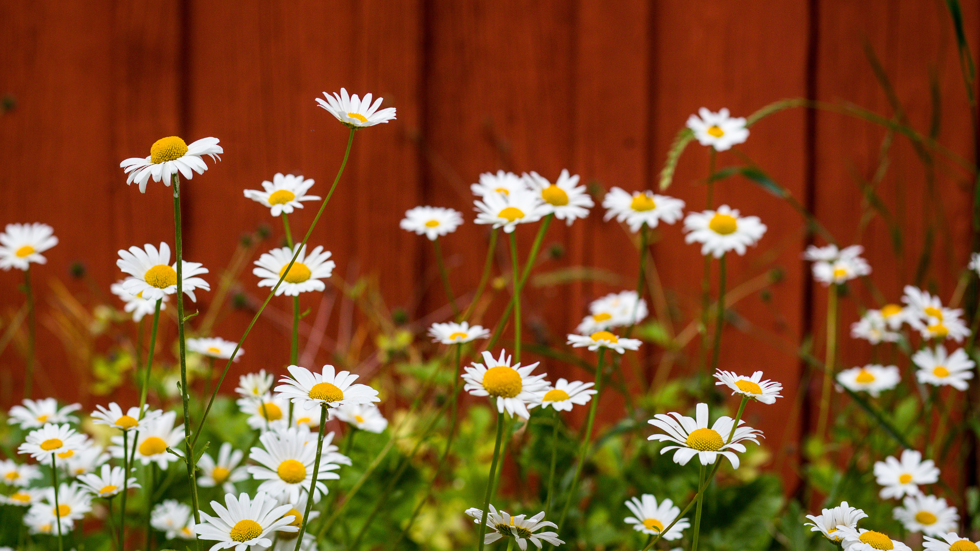 päivänkakkaroita