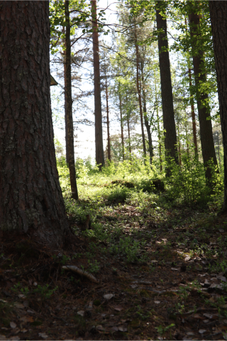 Polku aurinkoisessa metsässä