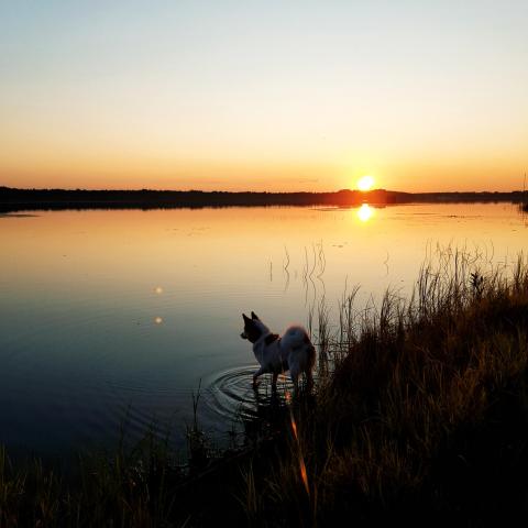 Koira ja auringonlasku