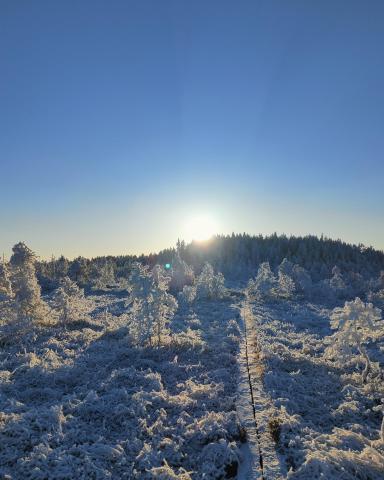Luminen metsä