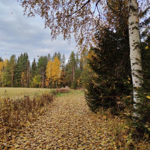 Syksyinen maisema