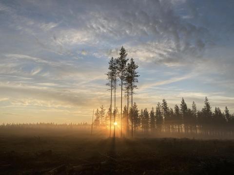 Auringolasku