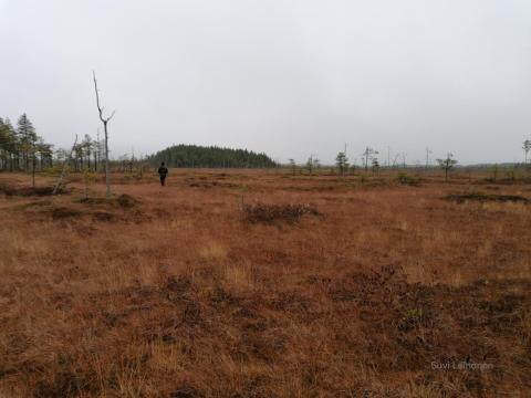 Syksyinen suomaisema