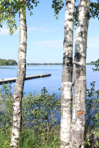 Järvimaisemaa koivujen välistä