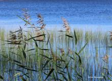kaisloja pyhäntäjärvellä