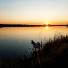 Koira ja auringonlasku