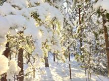 Auringon valoa lumisessa metsässä