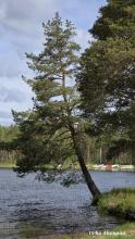 Kuusi järven rannassa