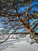 Hiihtolatu Iso-Lamujärvellä