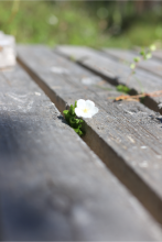 Lautojen välistä kasvava hillankukka